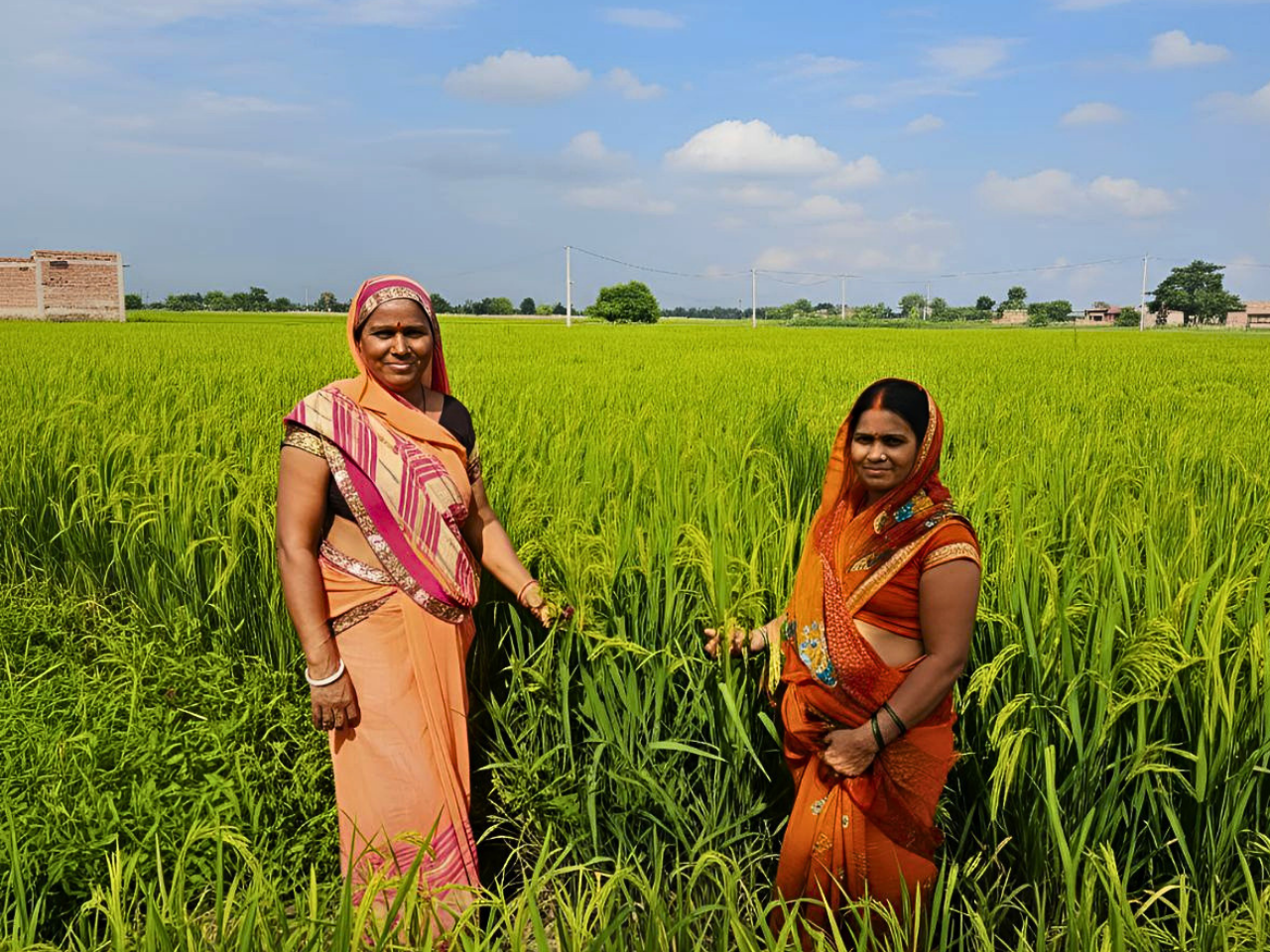 The image represent agriconnect up farmer yield jumps